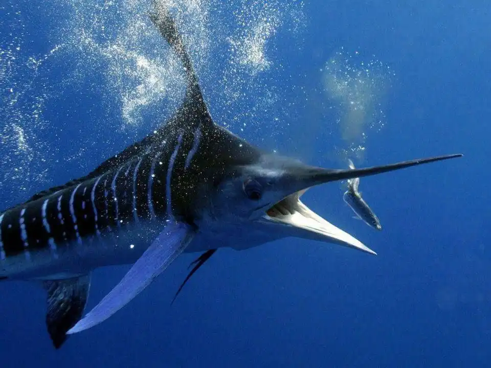Sebelum Membeli Ikan, Kenali Jenis yang Bisa Mengandung Merkuri Tinggi