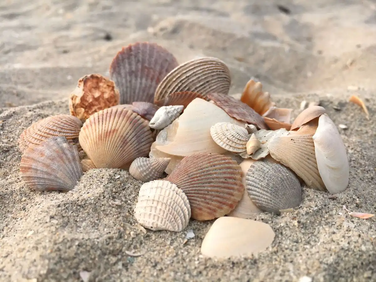 Kerang Hidup di Mana? Mengenal Habitat dan Tempat Berkembang Biaknya