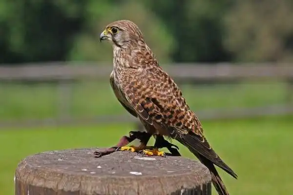 Mengenal Burung dengan Terbang Tercepat di Dunia, Siapa Jawaranya?