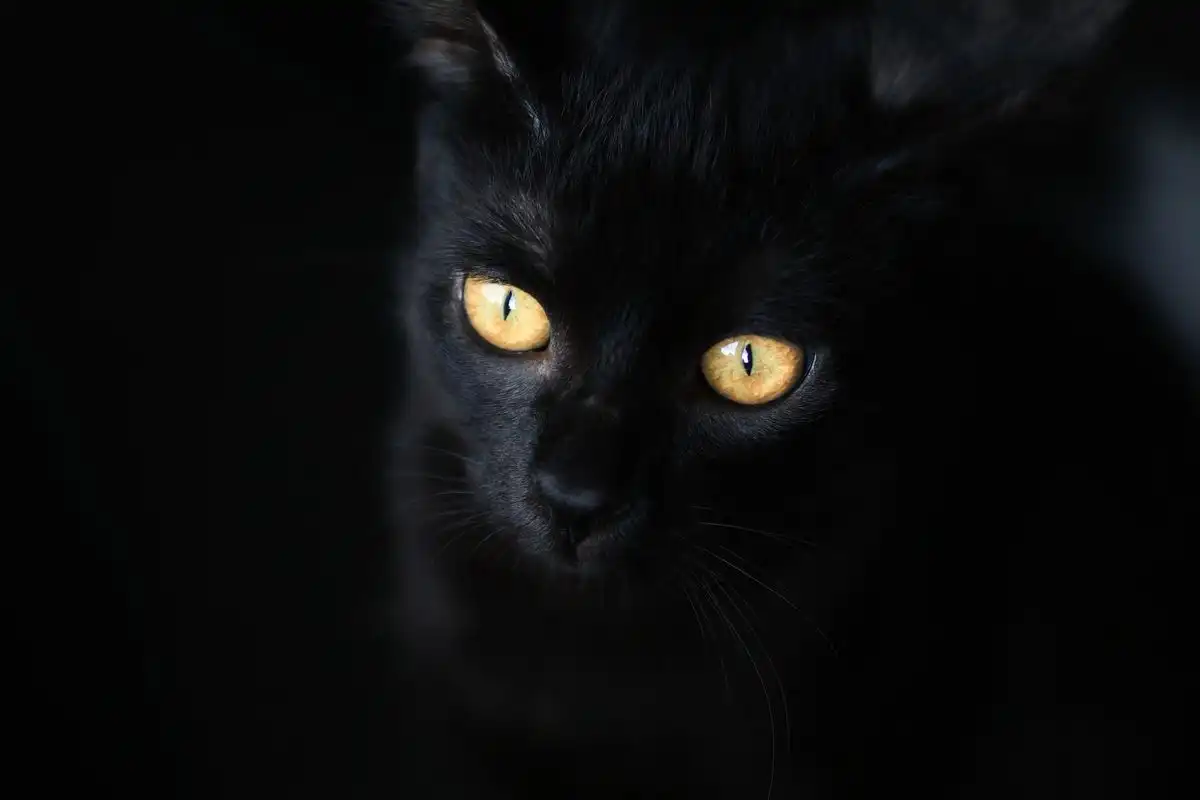 Kenapa Mata Kucing Menyala di Malam Hari Simak Penjelasannya