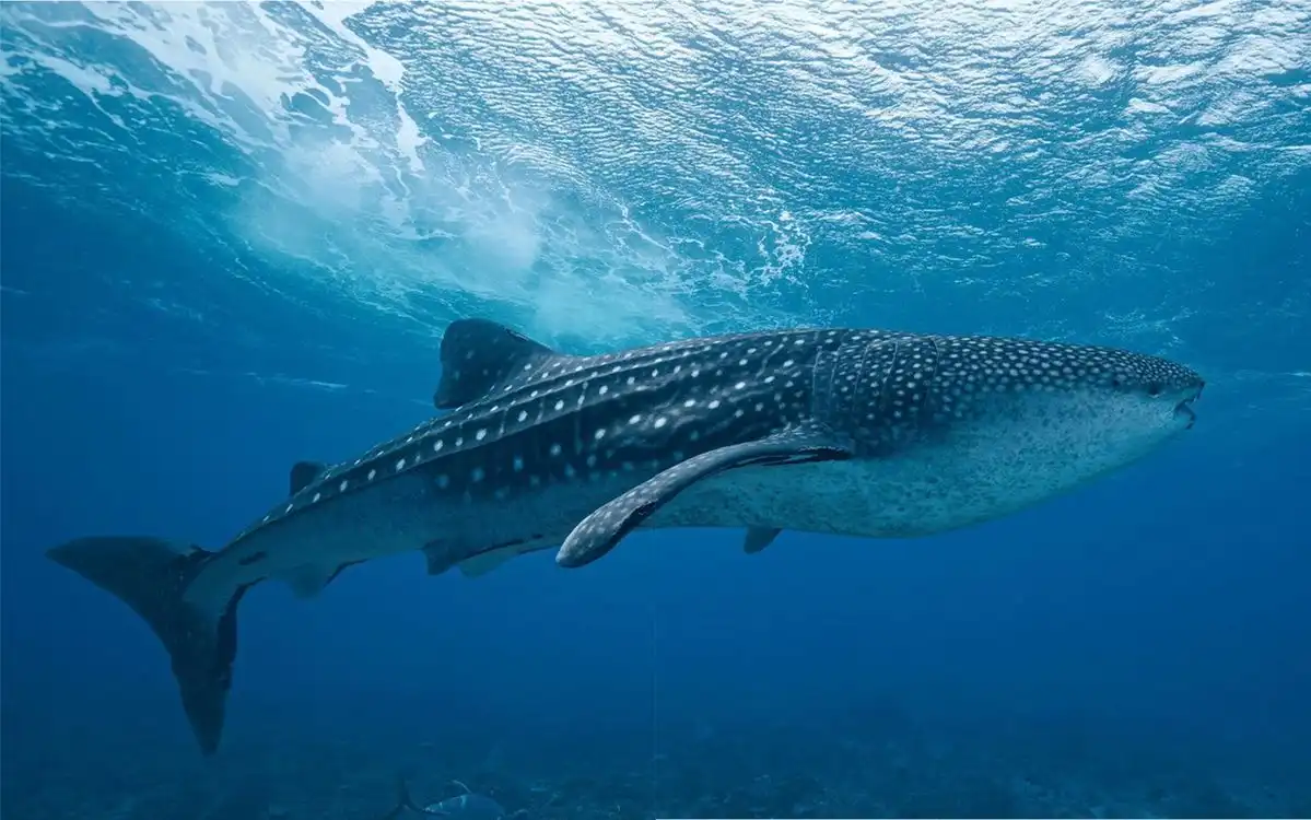Paus Bisa Berkomunikasi dari Jarak Jauh, Seperti Apa Caranya?