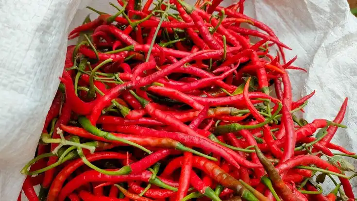 Tips Menyimpan Cabai Agar Tetap Segar, Tidak Lembek, dan Tahan Lama