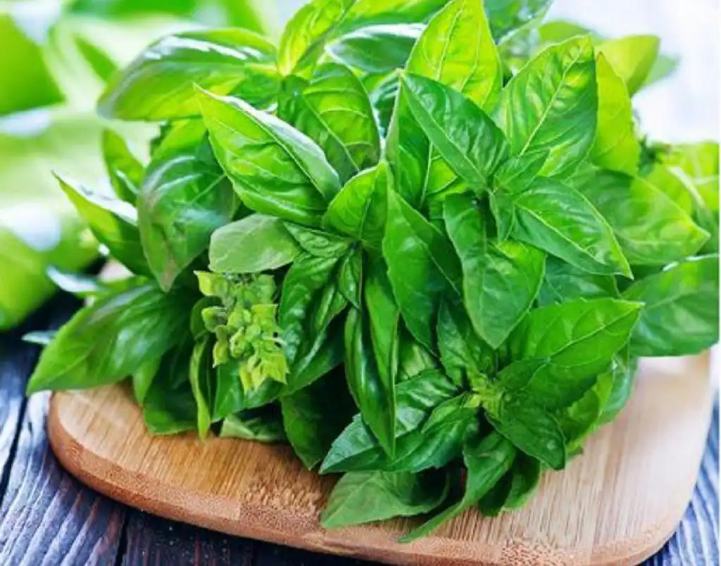 Manfaat Daun Kemangi, Sayur Sehat yang Tidak Perlu Dimasak