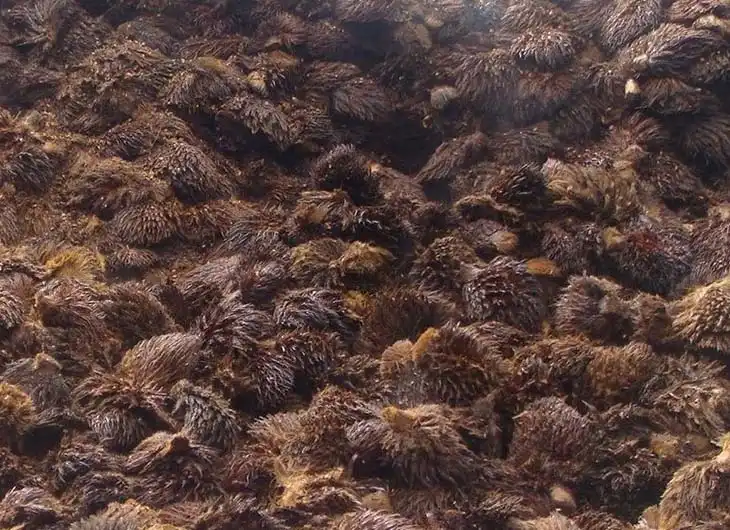 Solusi Hijau untuk Industri Sawit: Atasi Limbah Sekarang Juga