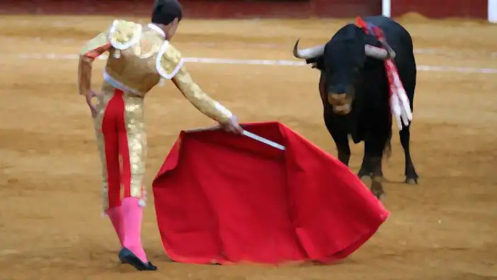 Banteng Benci Warna Merah? Ini Fakta Sebenarnya yang Sering Disalahpahami