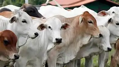 7 Tradisi Unik Idul Adha di Berbagai Negara Selain Indonesia