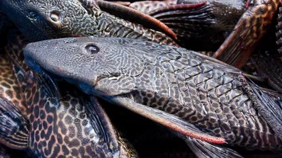 Si Tank Baja Penunggu Selokan: Menguak Fenomena Ikan Sapu-Sapu yang Nggak Ada Matinya