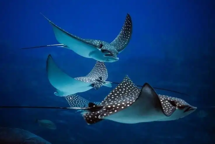 6 Fakta Menarik Ikan Pari, Hewan Laut Purba yang Hidup Sejak Zaman Dinosaurus