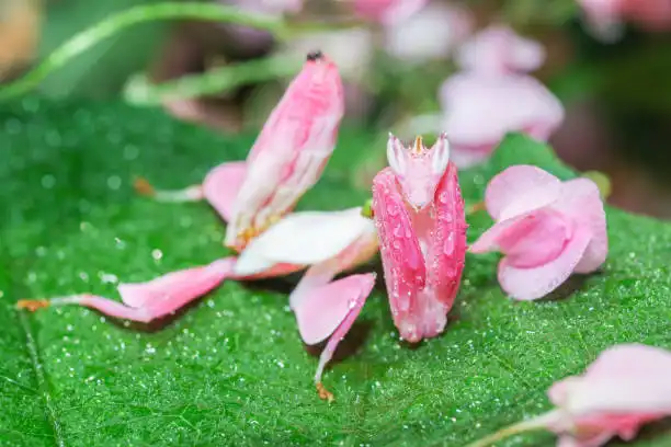 Belalang Anggrek, Serangga Cantik yang Menyamar Seperti Bunga untuk Menjebak Mangsa