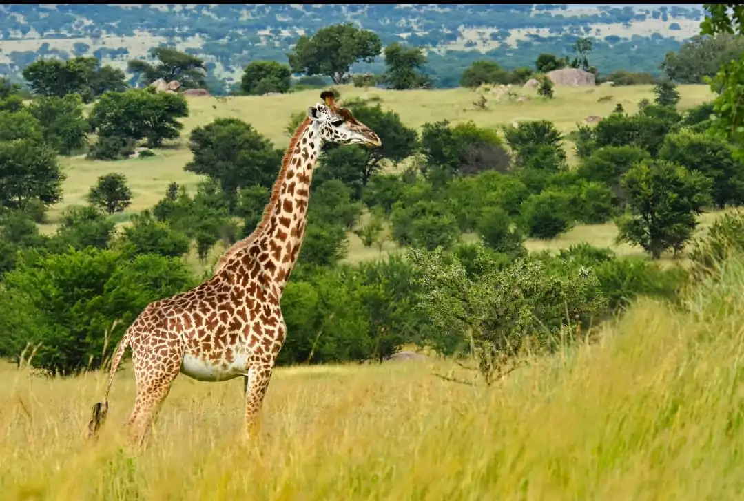 Kenapa Jerapah Memiliki Leher Sangat Panjang?