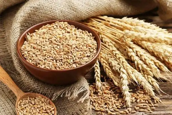 Manfaat Gandum sebagai Sumber Nutrisi Sehat