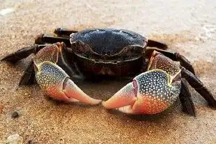 Kepiting Memiliki Insang yang Membantunya Mengambil Oksigen, Ini Cara Kerjanya