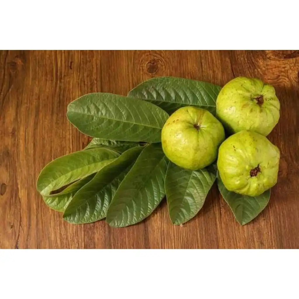 5 Manfaat Daun Jambu Biji untuk Kesehatan, dari Pencernaan hingga Menjaga Jantung