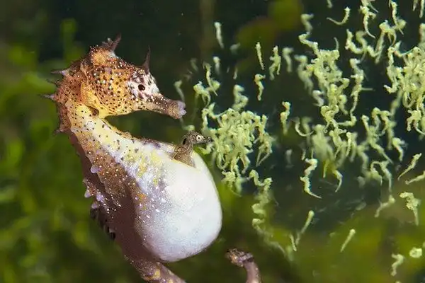 Keajaiban Laut: Kisah Kuda Laut Jantan yang Melahirkan