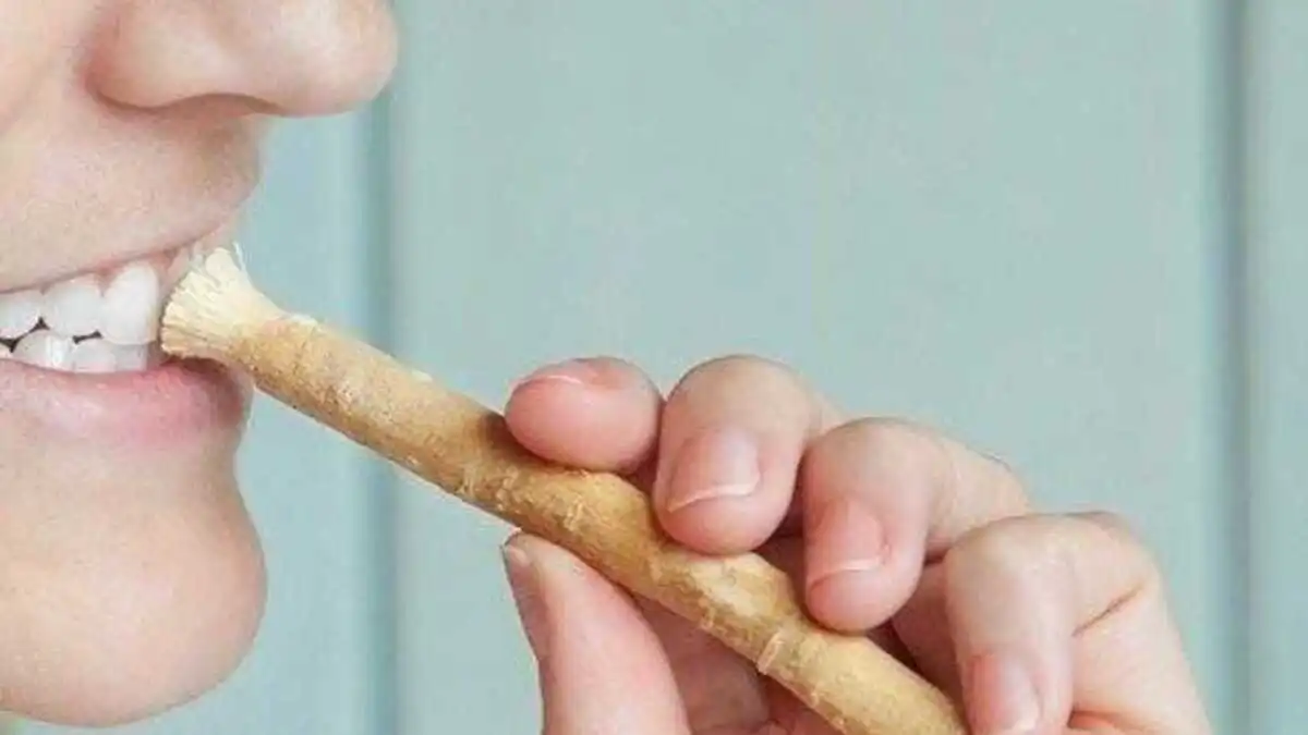 Si Kayu Ajaib yang Melampaui Zaman