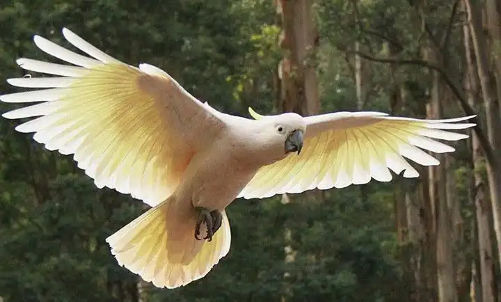 Burung Kakatua Memiliki Jambul Khas yang Membuat Penampilannya Mudah Dikenali