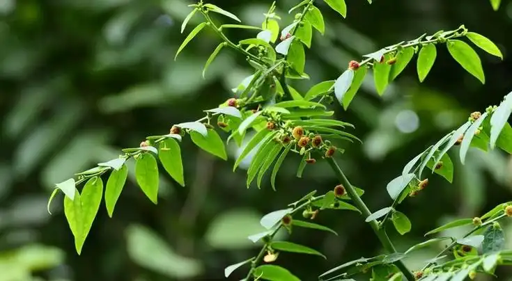 Daun Katuk: Superfood Lokal Kaya Nutrisi yang Bermanfaat untuk Kesehatan Tubuh
