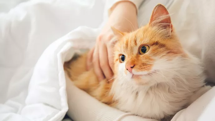 Cara Merawat Kucing agar Tetap Sehat dan Aktif