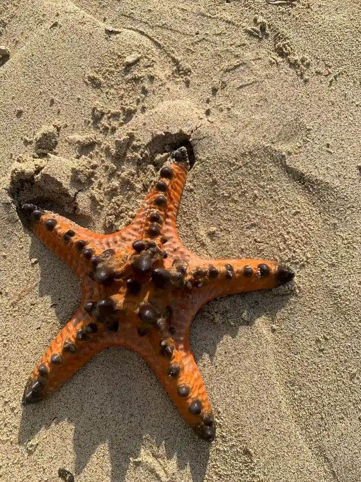 Bintang Laut: Hewan Laut Unik dengan Kemampuan Regenerasi yang Menakjubkan