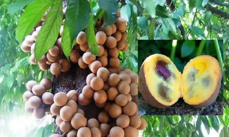 10 Buah Tradisional Indonesia yang Mulai Langka, Pernah Coba Salah Satunya?