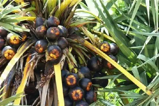 Pohon Lontar Punya Banyak Kegunaan bagi Masyarakat, Ini Bagian yang Dimanfaatkan