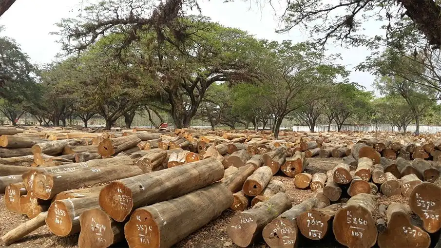 Jangan Tertipu Tampilan! Ini Cara Membedakan Kayu Solid dan Kayu Olahan Sebelum Membeli Furnitur