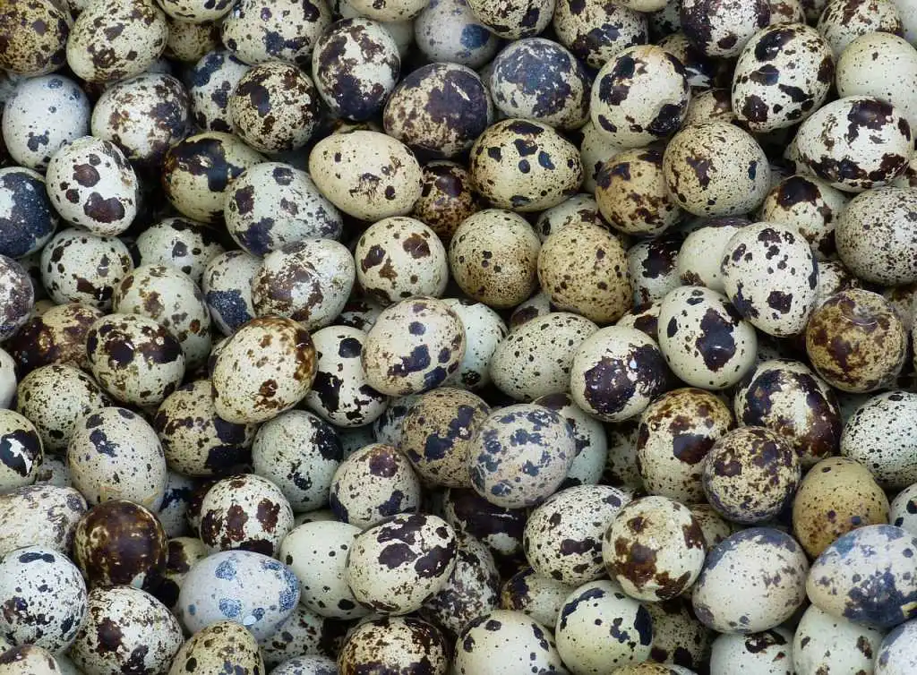 10 Manfaat Telur Puyuh yang Sering Kita Sepelekan