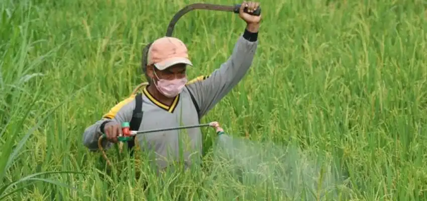 Produksi Padi Sumut Surplus 674 Ribu Ton Awal 2026, Ketahanan Pangan Tetap Terjaga