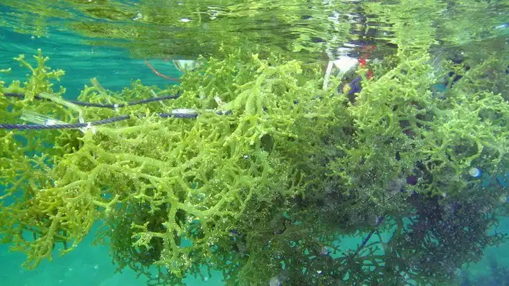 Rumput Laut Bisa Tumbuh di Laut Tanpa Tanah, Bagaimana Caranya?