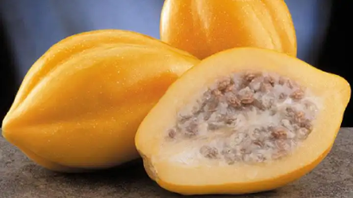 Mengenal Buah Carica dan Khasiatnya