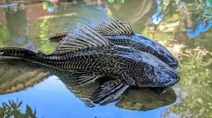 Dampak Buruk Ikan Sapu-Sapu Bagi Ekosistem Lokal