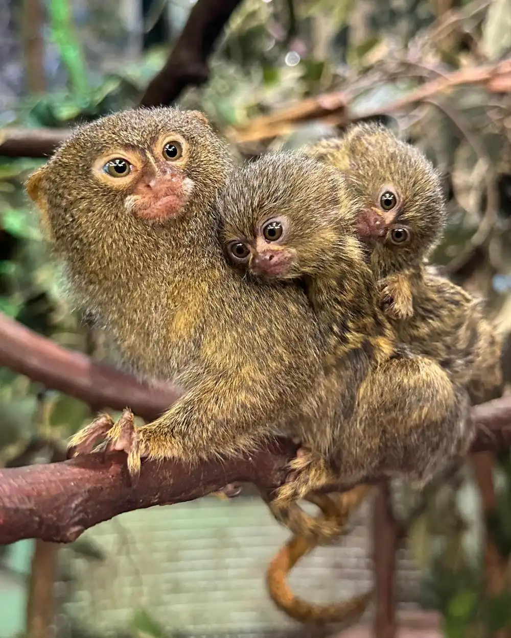 Monyet Terkecil di Dunia: Keunikan Pygmy Marmoset yang Gemas