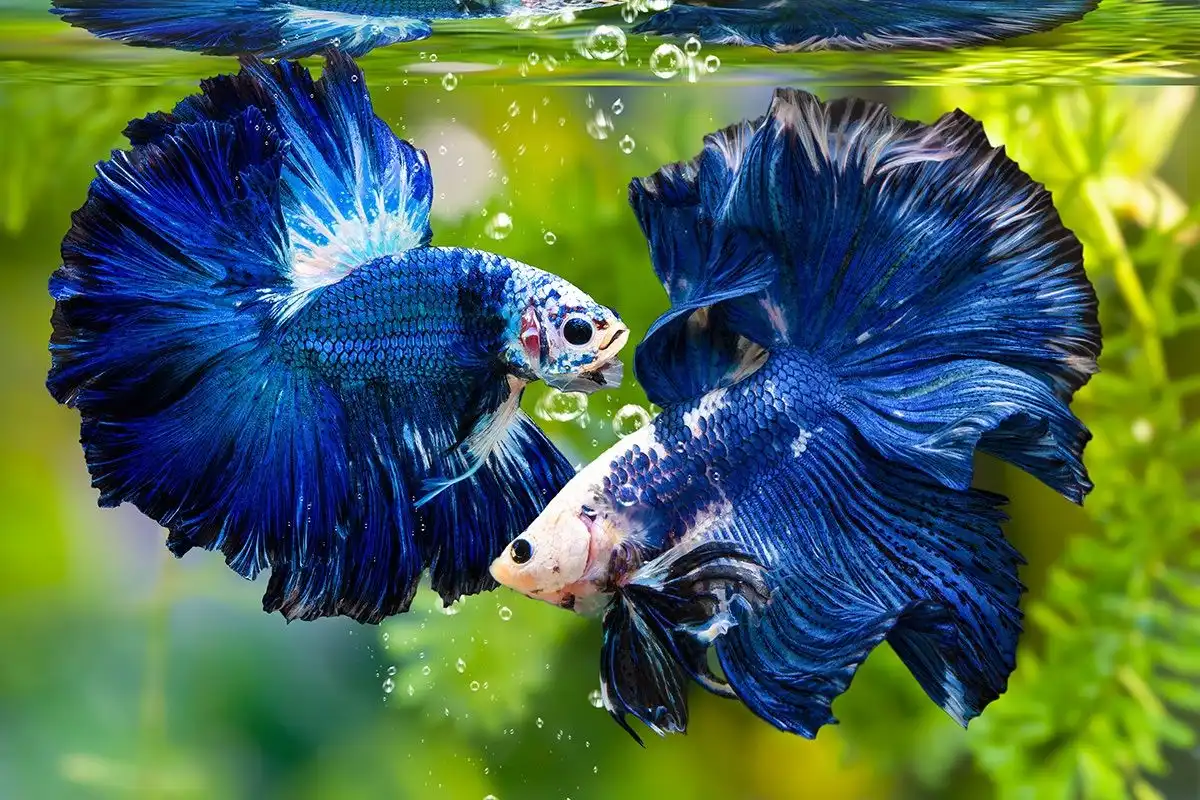 Ikan Cupang Bisa Menarik Perhatian dengan Siripnya, Apa Fungsinya?