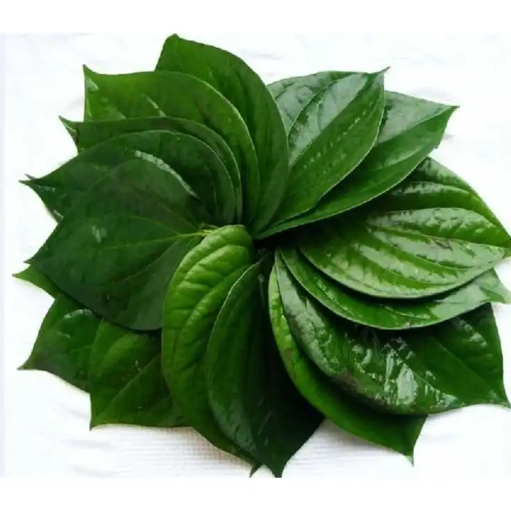 Daun Sirih, Tanaman Herbal yang Sejak Lama Dipercaya Memiliki Banyak Manfaat