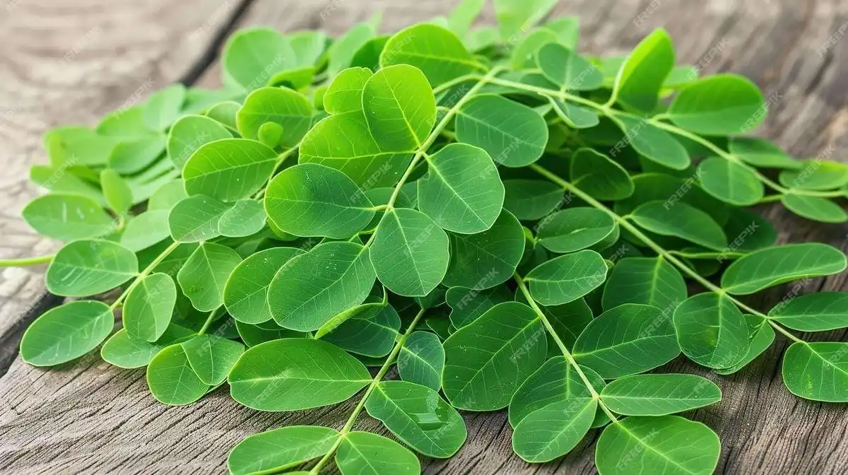 Daun Kelor Kerap Disebut Superfood, Ini Kandungan Gizinya