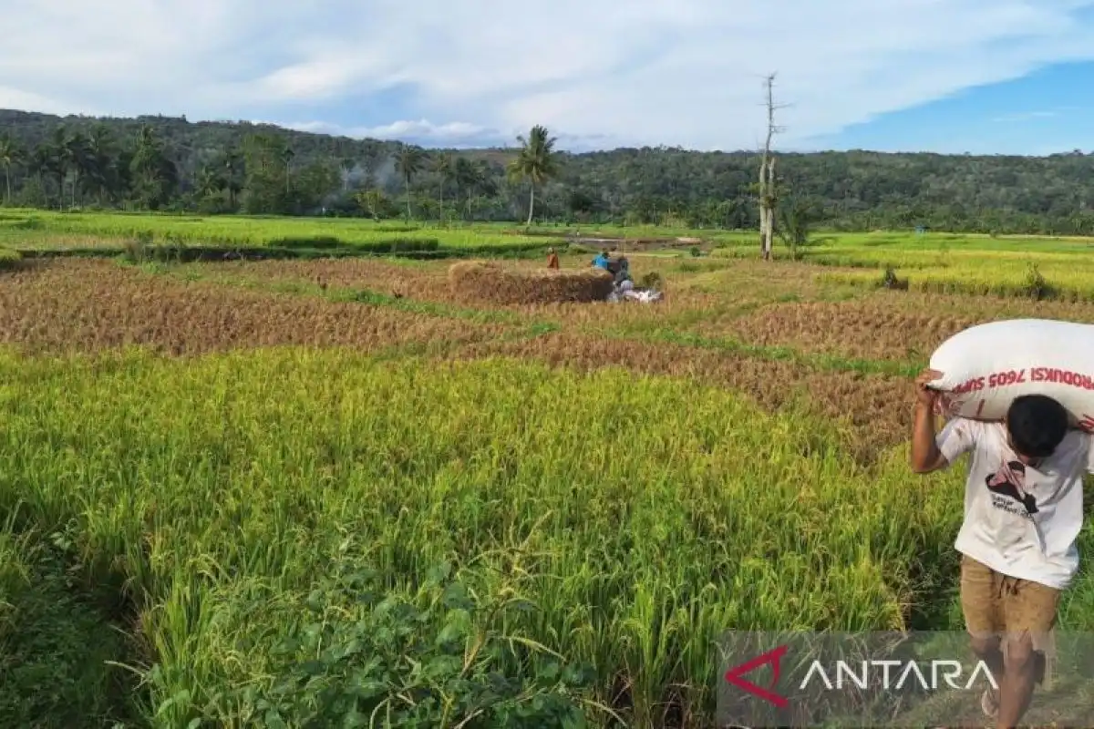Tapsel Serap 231,37 Ton Gabah Petani hingga Juni 2026, Lahan Rusak Jadi Kendala