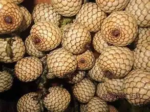 Apakah Biji Langka Bisa Menurunkan Kolesterol? Simak Faktanya