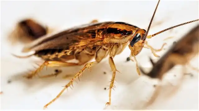 Mengapa Kecoak Bisa Tetap Hidup Meski Kepalanya Terputus? Ini Penjelasan Ilmiahnya
