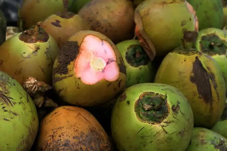 Mana yang Lebih Banyak Digunakan dalam Masakan, Kelapa Muda atau Tua?
