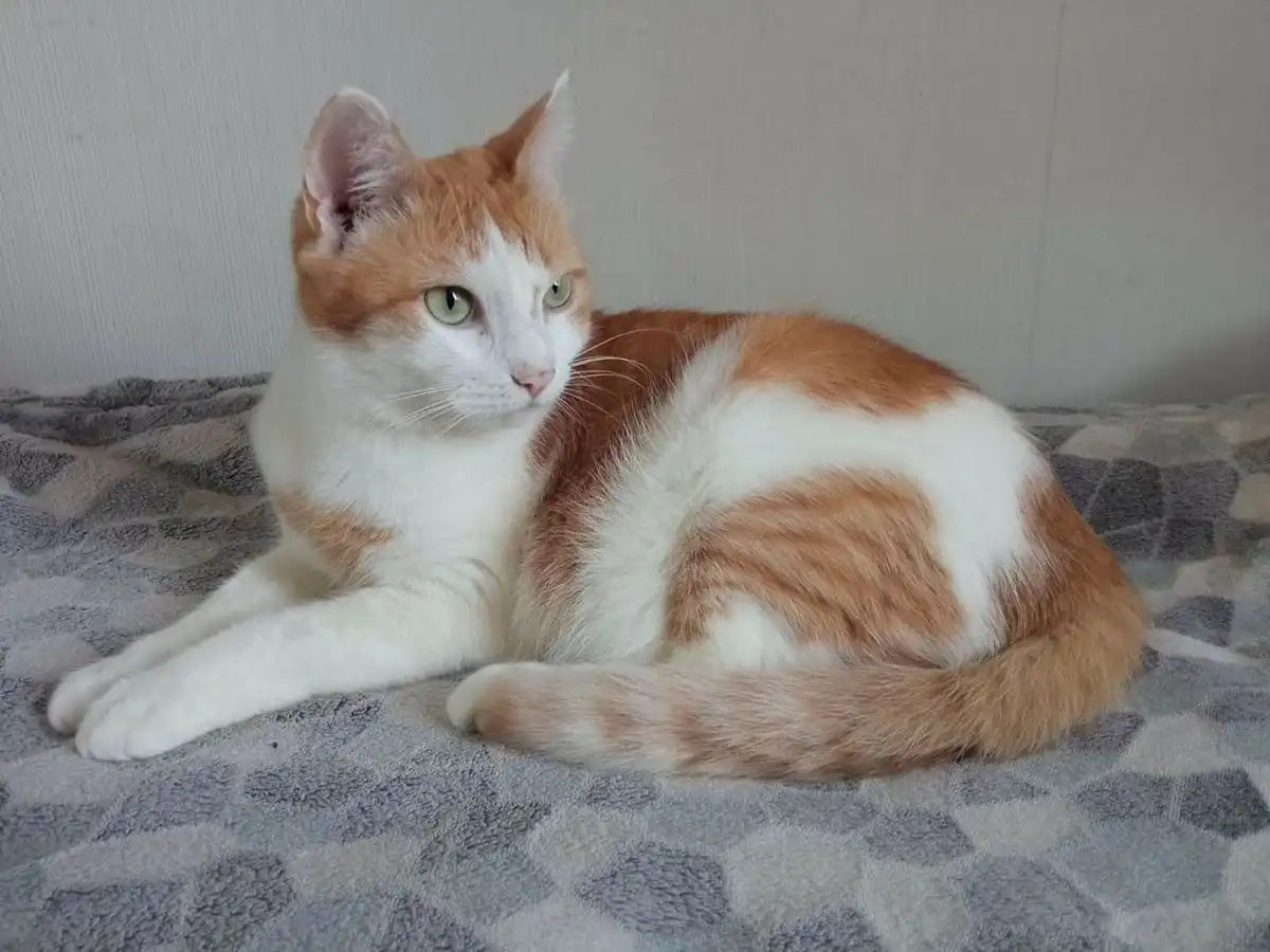 Seperti Apa Dunia yang Dilihat Kucing? Ternyata Berbeda dengan Manusia