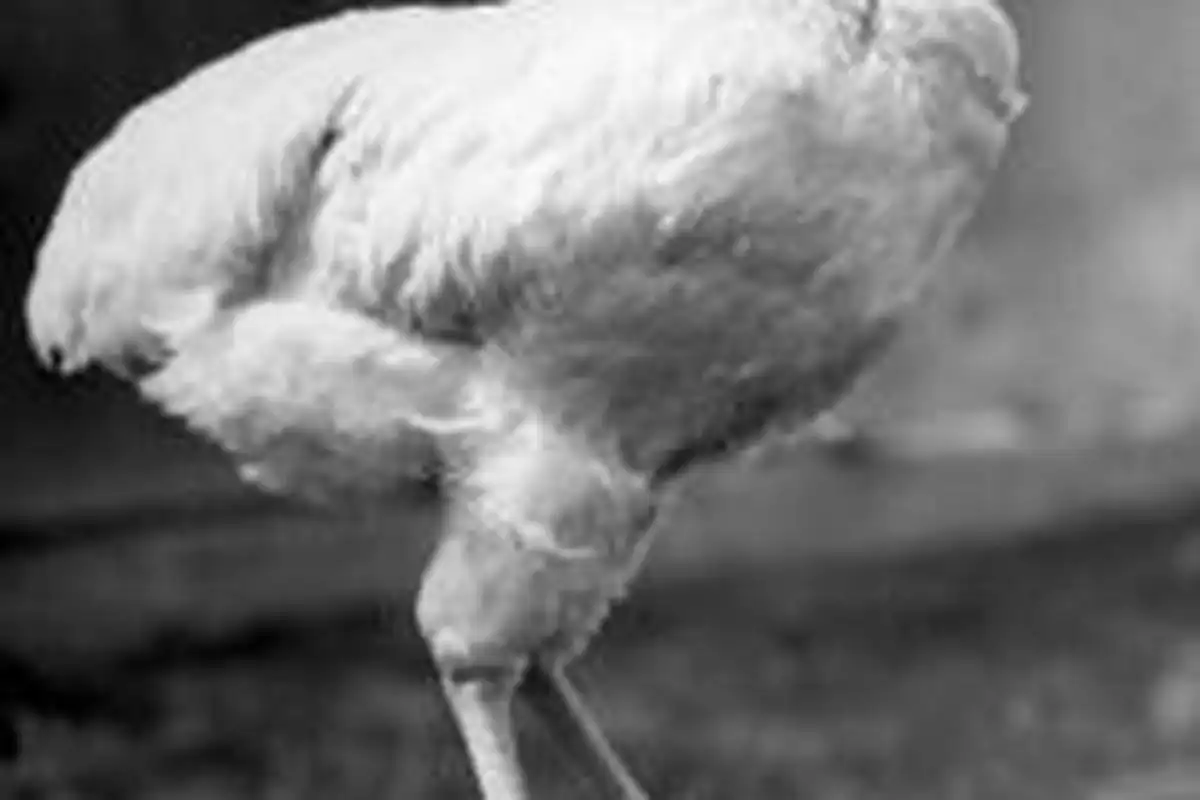 Benarkah Ayam Bisa Hidup Selama 18 Bulan Tanpa Kepala? Ini Fakta Ilmiahnya