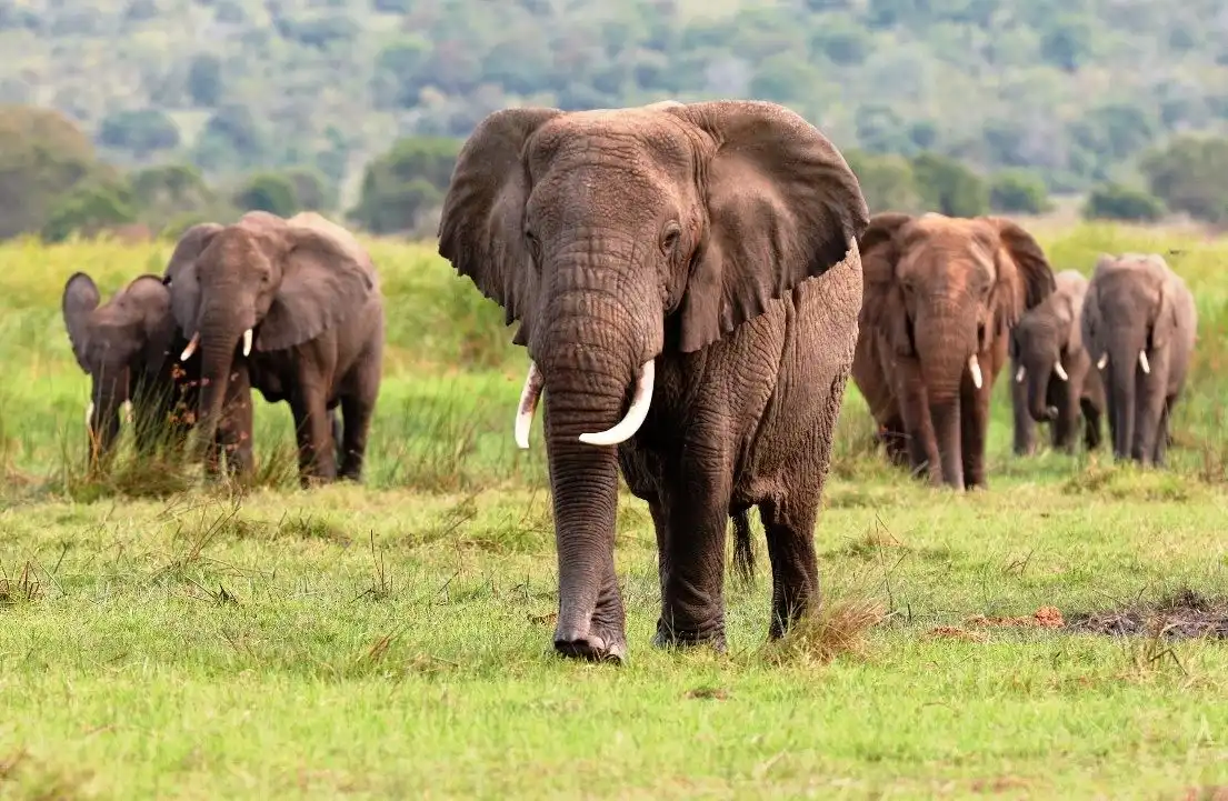 Mengenal Gajah, Mamalia Darat Terbesar yang Cerdas dan Berperan Penting bagi Ekosistem
