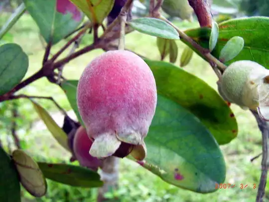 Jejak Asal-Usul Kemunting, Buah Lokal Nusantara yang Bertahan dari Zaman ke Zaman