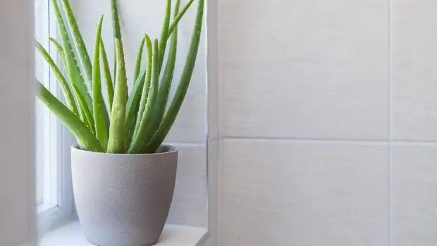 Bukan Sekadar Hiasan, Tanaman Ini Baik untuk Kesehatan
