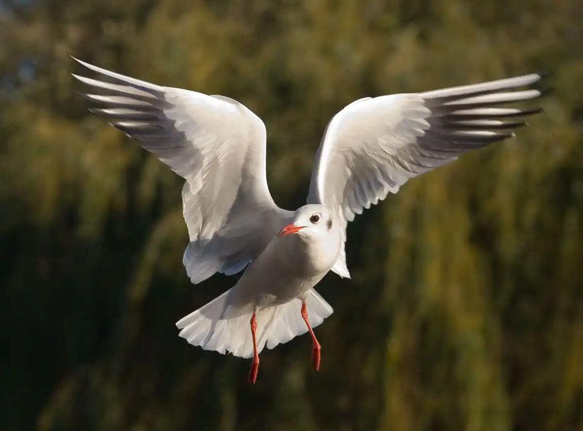 Apakah Semua Burung Camar Hidup di Dekat Laut? Ternyata Bisa Ditemukan Jauh dari Pantai