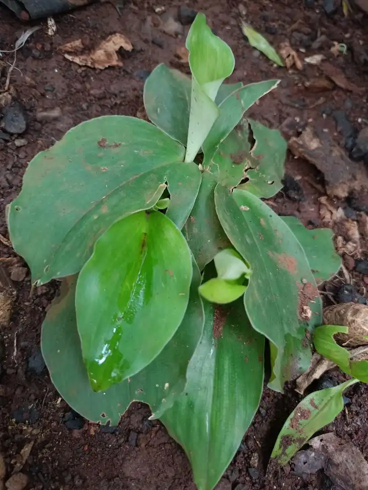 Jangan Dibuang! Daun Kencur Ternyata Punya Banyak Manfaat