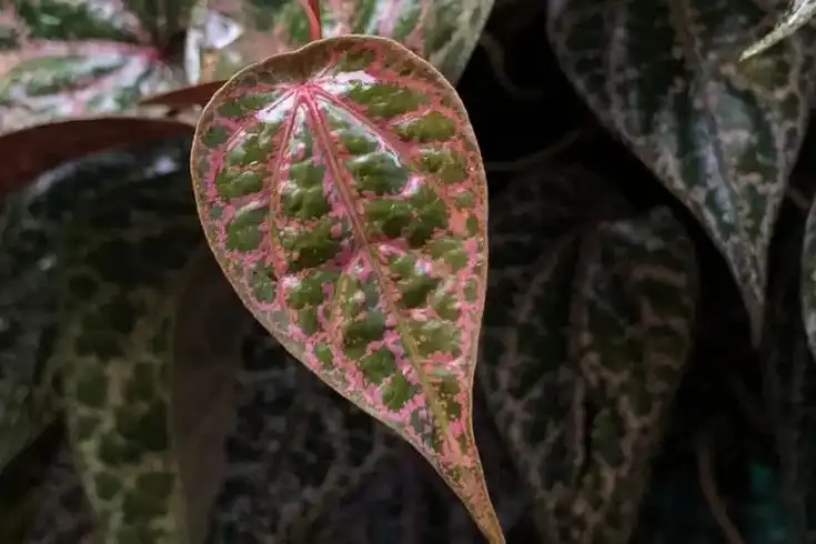 Daun Sirih Merah Kini Jadi Bahan Kosmetik Lokal, Ini Rahasia Kulit Tampak Lebih Cerah dan Sehat