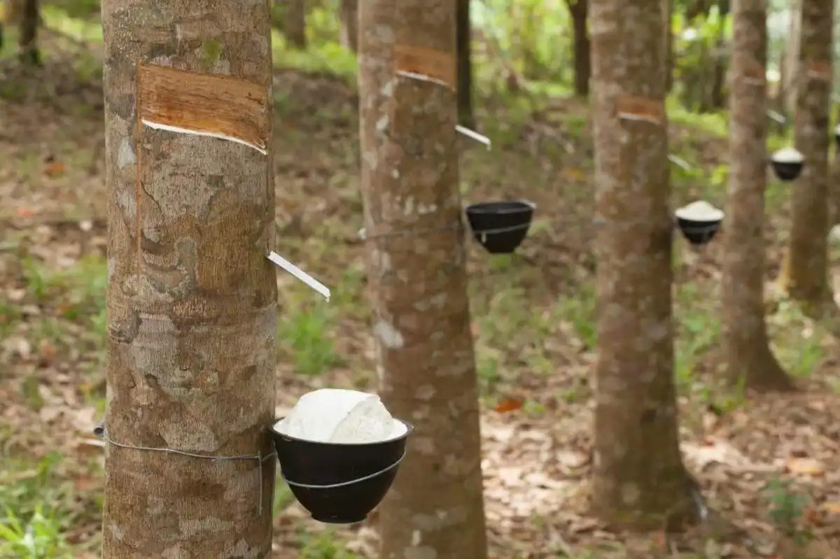 Jejak Manfaat Pohon Karet: Dari Ban Kendaraan hingga Furnitur Ramah Lingkungan