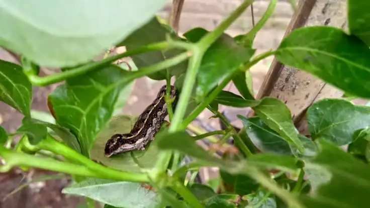 Cara Mengatasi Ulat pada Tanaman Berbuah Tanpa Merusak Ekosistem Kebun
