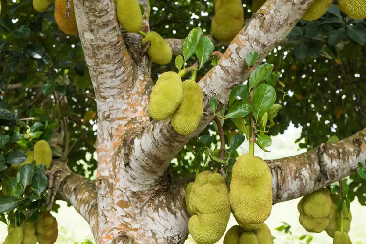 Jenis-Jenis Buah Nangka yang Dibudidayakan